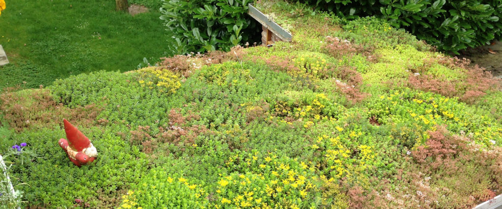 EcoFlora Gründach - Dachbegrünung