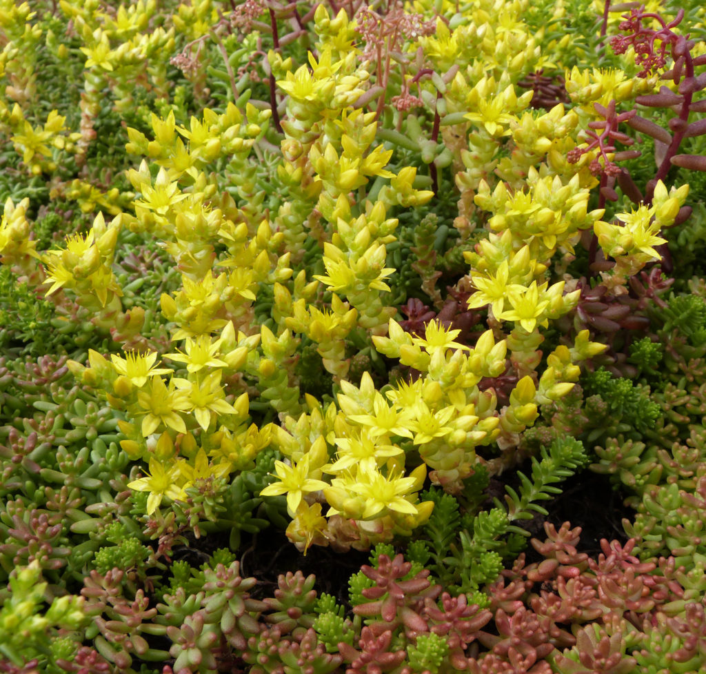 EcoFlora Dachbegrünung Nahaufnahme