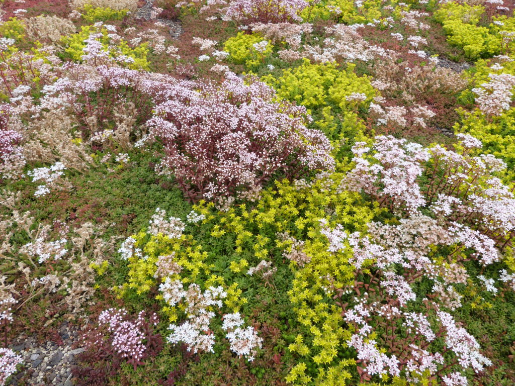 Dachbegrünung EcoFlora Nahaufnahme