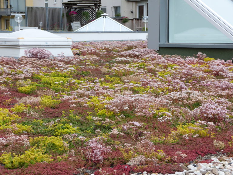 EcoFlora Gründach - Dachbegrünung