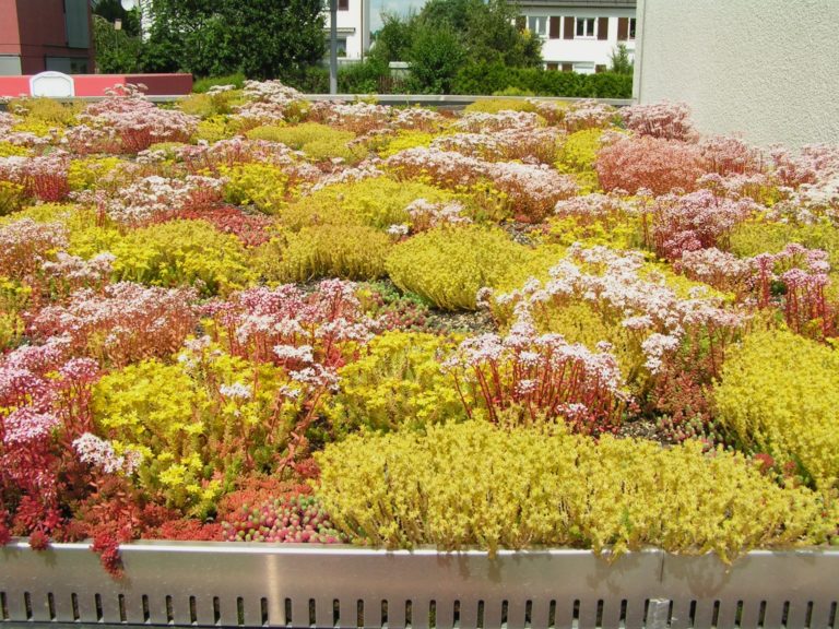 Nachaufnahme Sedum