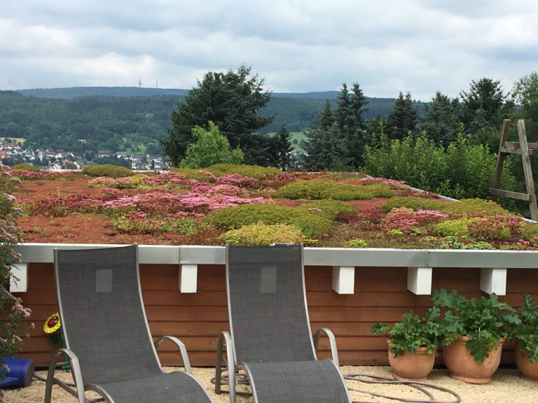 EcoFlora Dachbegrünung Förderung Gründach